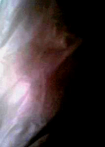 e0103408_1335880.gif