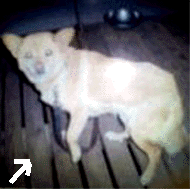 e0103408_13444691.gif