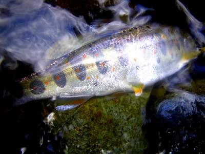 e0174008_2133951.jpg