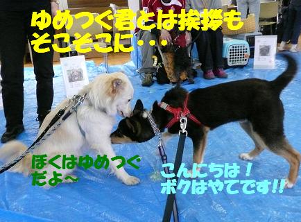 品川いぬ親会とはやてくんの進歩♪_f0121712_12233949.jpg