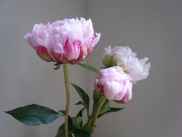f0237712_21191191.jpg