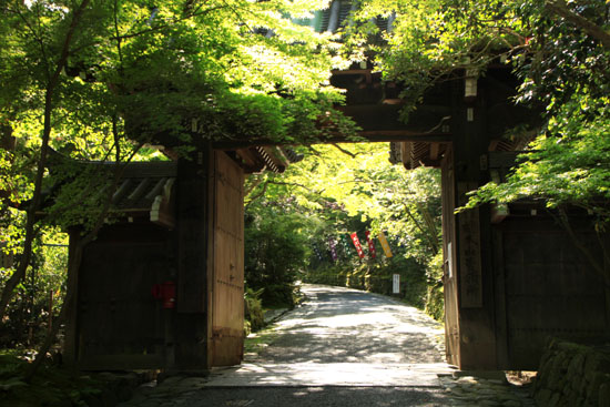 赤山禅院 緑に染まる_e0048413_201836100.jpg