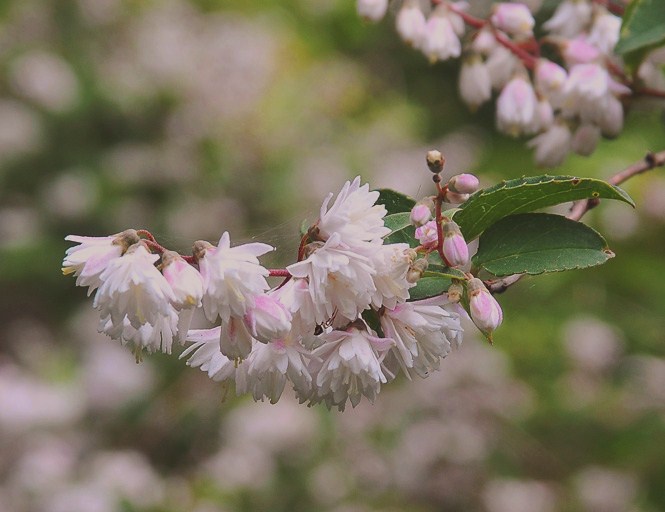 サラサウツギの花 樹木見て歩き