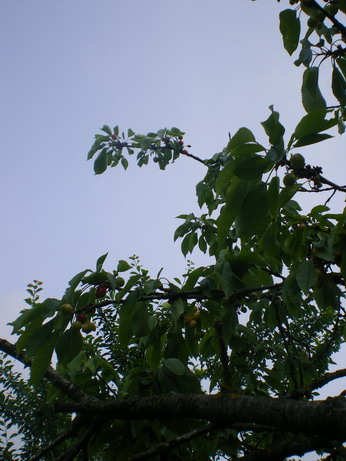 c0124619_6101199.jpg