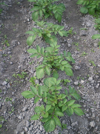 c0124619_654892.jpg