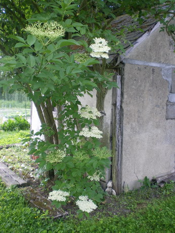 c0124619_68295.jpg