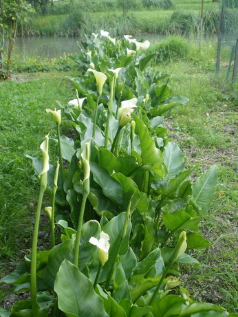 春のマレ仕事45　それでも野菜は生長する～ と ケーキも髪も草で染める～_c0124619_683666.jpg