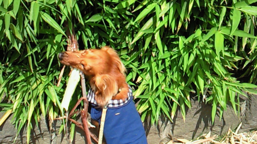 c0190424_1714720.jpg
