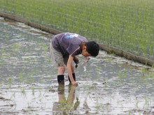 めだかの泳ぐ田んぼで田植え(その1)_e0061225_11413777.jpg