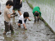 めだかの泳ぐ田んぼで田植え(その1)_e0061225_1141588.jpg