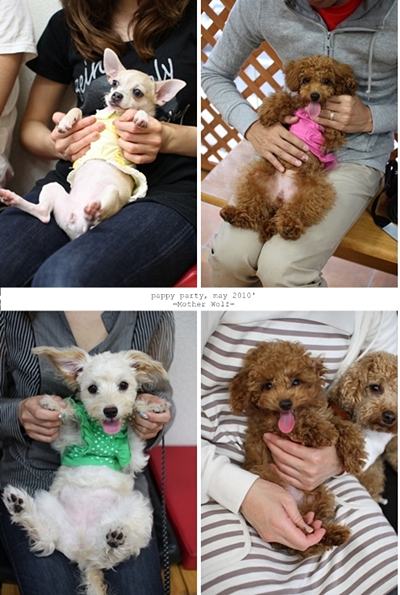パピーパーティーMay,2010\'_e0191026_1202289.jpg
