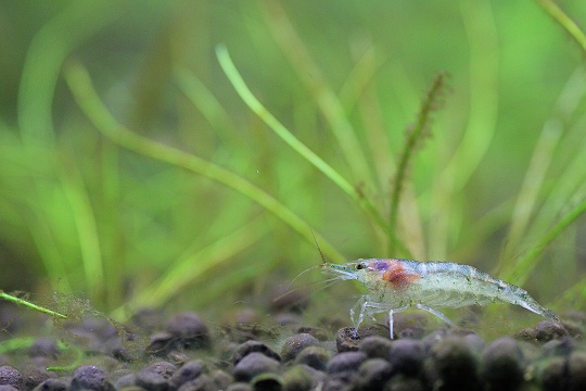 キューブ水槽 季節 いま を求めて