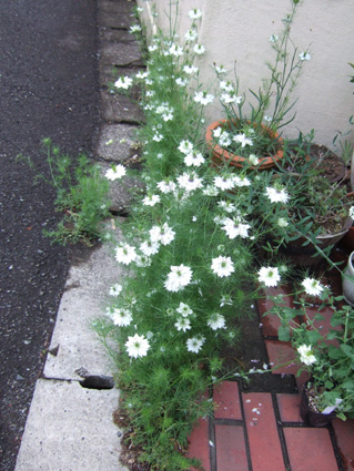 c0227728_02568.jpg