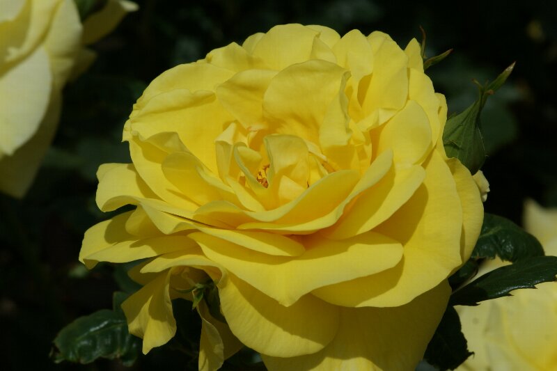 晴れた日の眩しいバラの花たち☆その５（黄色いバラ）_a0122932_142758.jpg