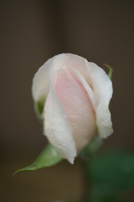 b0177233_5264372.jpg