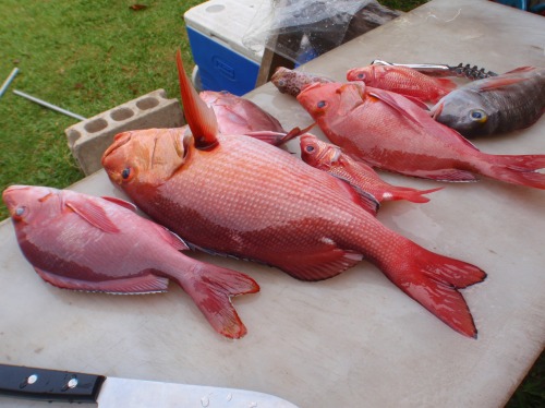 毒魚 西表島 トレッキングツアーガイドの島暮らし 毒魚 西表島 トレッキングツアーガイドの島暮らし