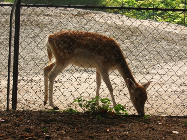 シカ　Un cerf_a0169938_22244920.jpg