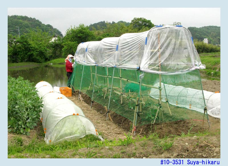 トマトの雨除けトンネル Weekly 湯ノ岳山麓写真館 晴耕雨ログな日々 花と菜園の歳時記