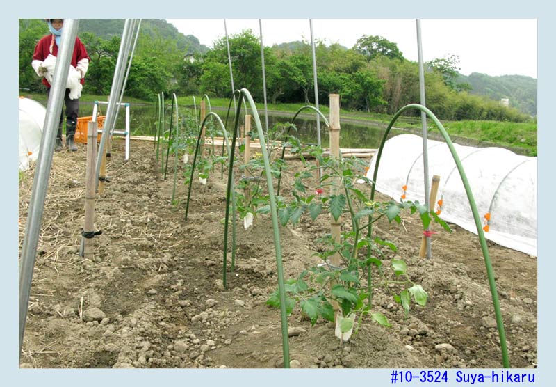 トマトの雨除けトンネル Weekly 湯ノ岳山麓写真館 晴耕雨ログな日々 花と菜園の歳時記 トマトの雨除けトンネル Weekly 湯ノ岳山麓写真館 晴耕雨ログな日々 花と菜園の歳時記