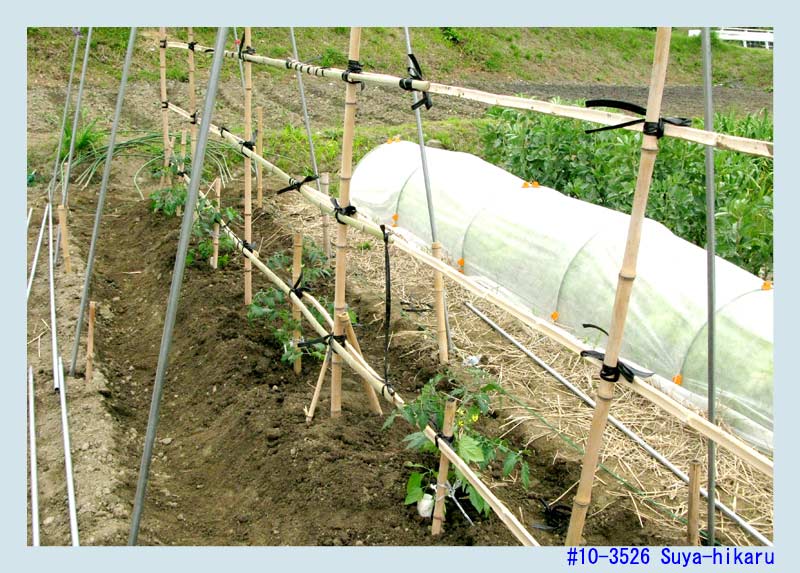 トマトの雨除けトンネル Weekly 湯ノ岳山麓写真館 晴耕雨ログな日々 花と菜園の歳時記 トマトの雨除けトンネル Weekly 湯ノ岳山麓写真館 晴耕雨ログな日々 花と菜園の歳時記