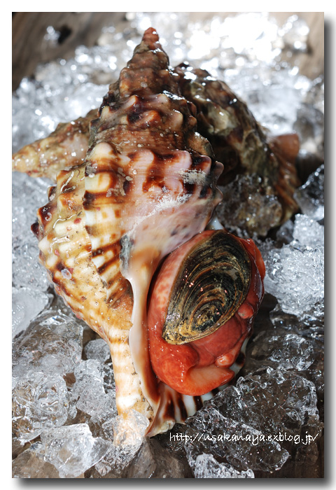 ホラガイ 法螺貝 写真はボウシュウボラ 房州法螺です 魚屋三代目日記