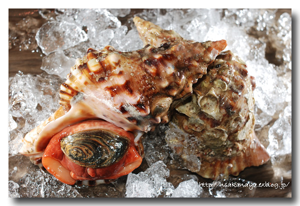 ホラガイ 法螺貝 写真はボウシュウボラ 房州法螺です 魚屋三代目日記