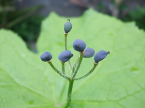 c0202242_9183637.jpg