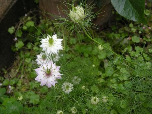 e0173743_18531512.jpg