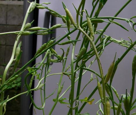 prezzemolo と rucola が花から種へ_f0172744_14452122.jpg