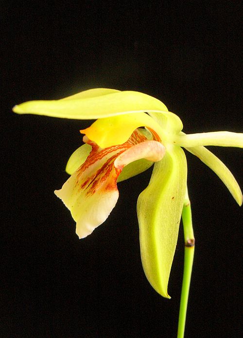 Coelogyne fragrans_b0135345_220384.jpg