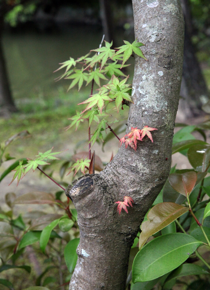 奈良市　法華寺（ほっけじ）　散策_c0108146_2232970.jpg