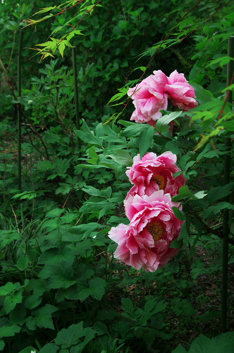 新緑と花の寺（善峯寺・前編）_f0155048_0543711.jpg