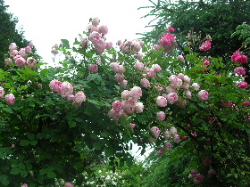 e0172950_2303793.jpg