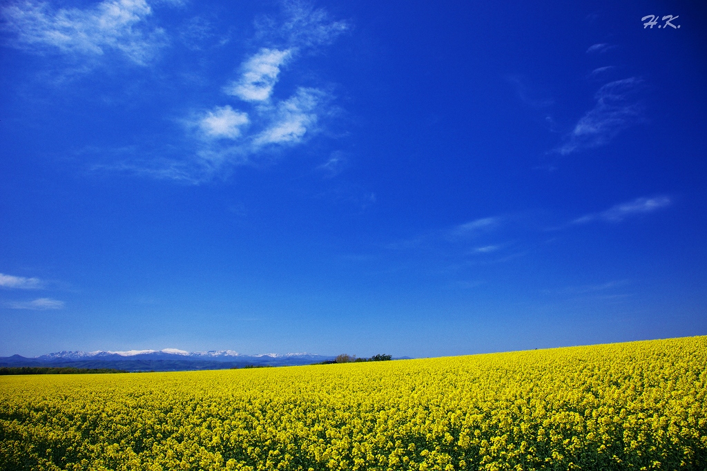 滝川の菜の花畑 これでeのだ 滝川の菜の花畑 これでeのだ