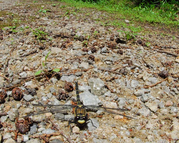 e0035757_17544964.jpg