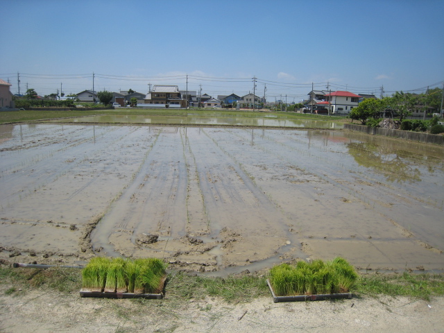 田植え体験ヾ(≧∇≦*)〃ヾ(*≧∇≦)〃 キャー♪_f0109257_19504691.jpg