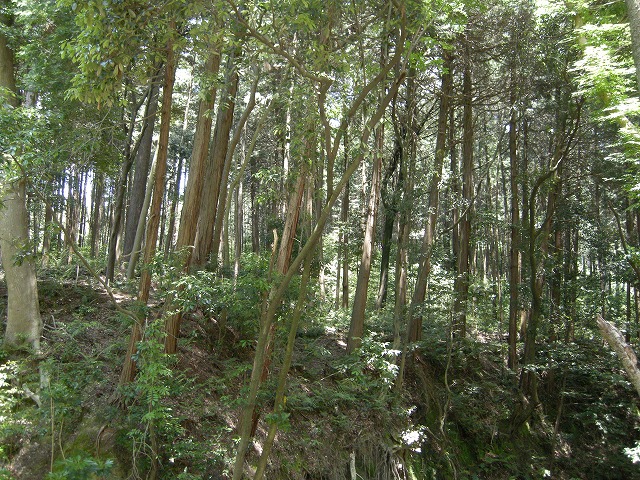 e0162959_713040.jpg