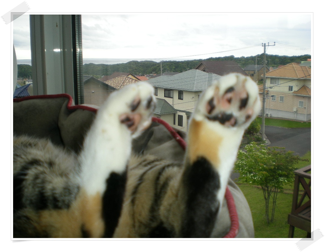 2010年5月30日、愛ちゃんの熱視線!_f0060461_7324734.jpg