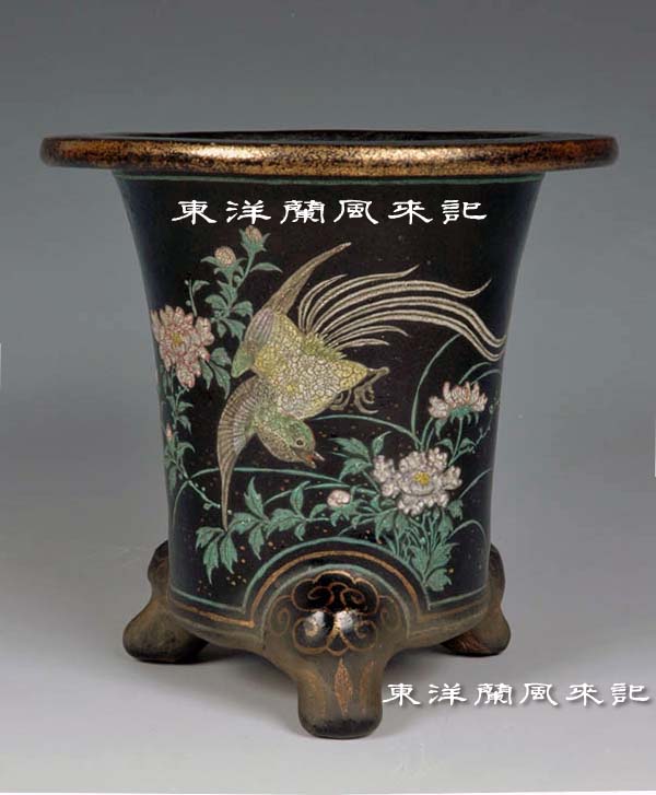 京楽焼「五柳」万年青鉢 No.347 : 風来記 東洋蘭風来記 春蘭 中国春蘭