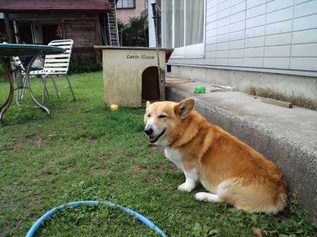 わんこ_c0151965_271841.jpg
