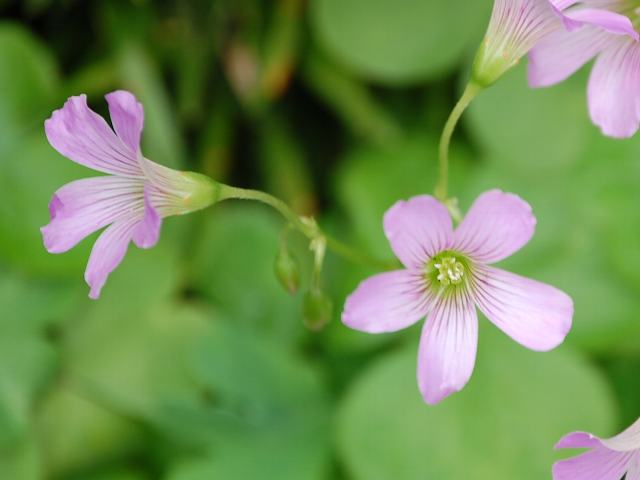 紫片喰 ムラサキカタバミ 新 四季の花