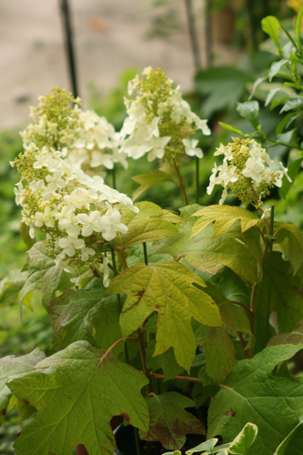 柏葉アジサイ・リトルハニーと友花たち♪ : Be*s Garden