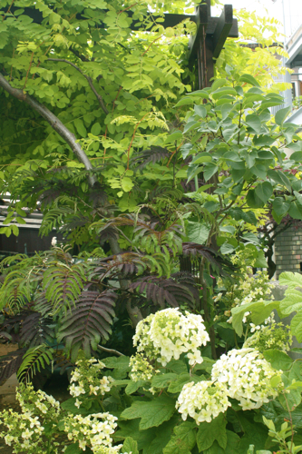 柏葉アジサイ・リトルハニーと友花たち♪ : Be*s Garden