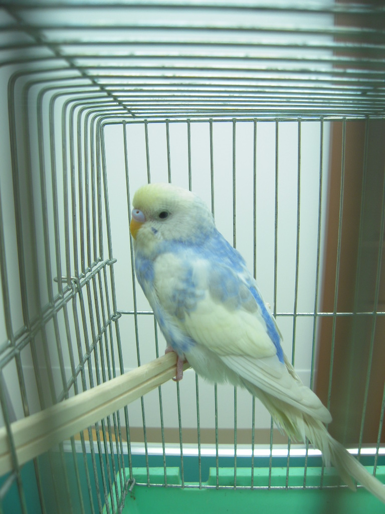 保護されたセキセイインコの飼い主さまを探しています。_c0049870_13511818.jpg