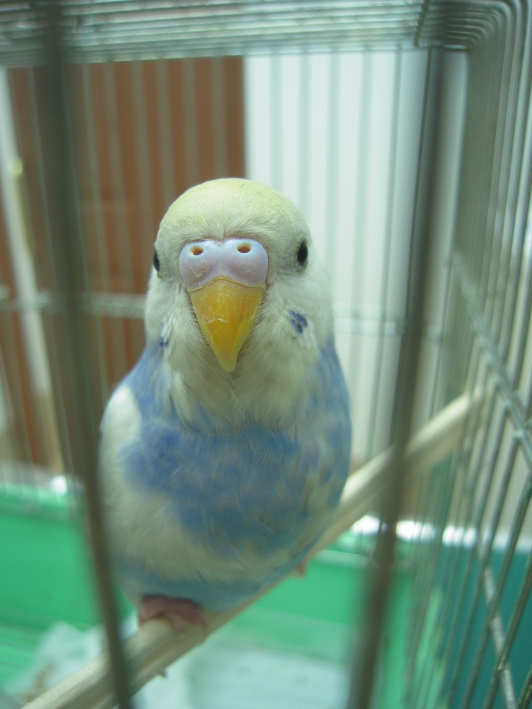 保護されたセキセイインコの飼い主さまを探しています。_c0049870_13533190.jpg