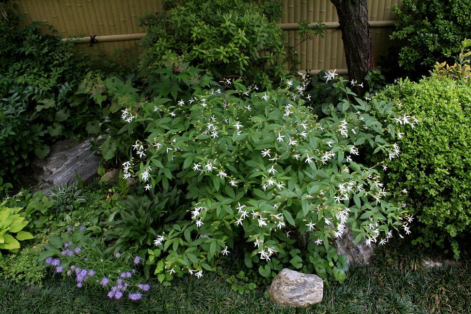 名前のわからない山野草らしき花_a0107574_2075326.jpg