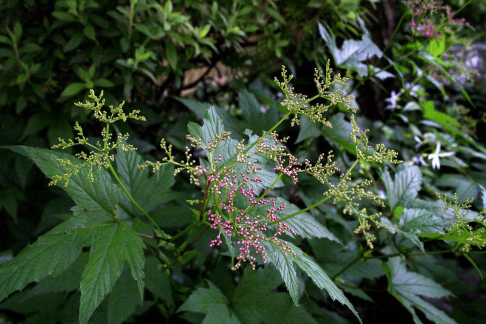 名前のわからない山野草らしき花_a0107574_208253.jpg