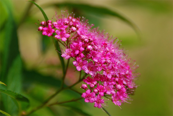 ≪シモツケの花≫_f0108478_1974440.jpg