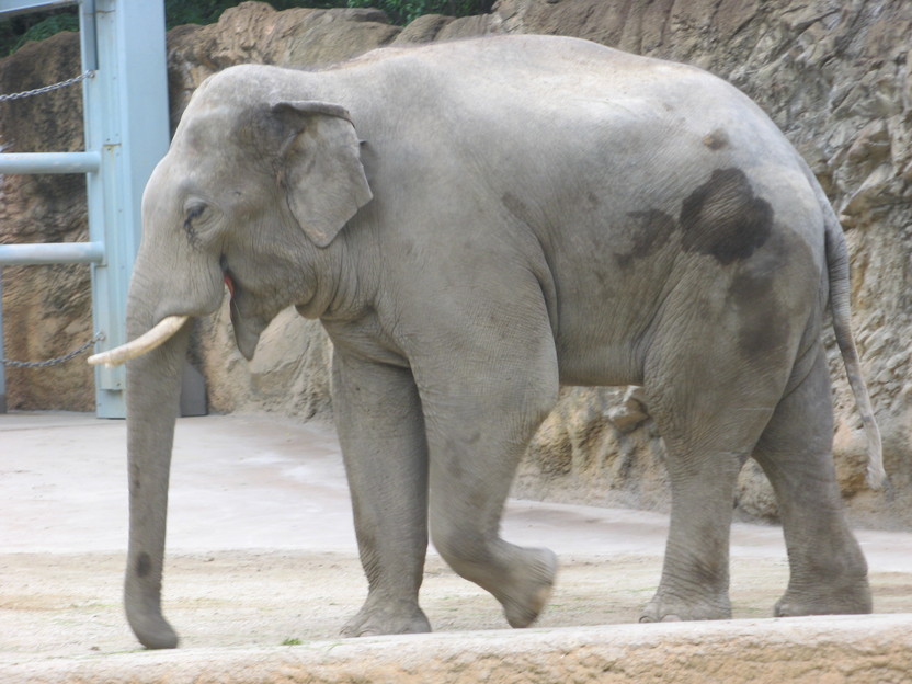 上野動物園_d0163082_14245284.jpg