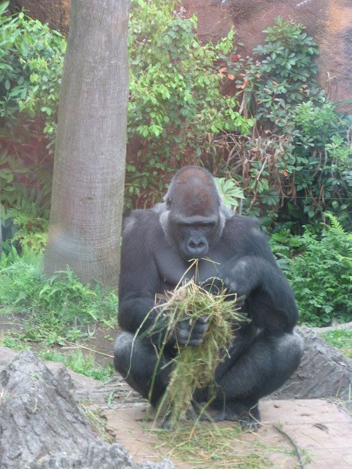 上野動物園_d0163082_14395686.jpg